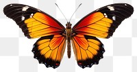 PNG Butterfly animal insect yellow. 