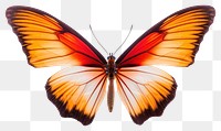 PNG  Butterfly animal insect yellow. 