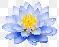 PNG Blue water lily petal blossom flower. 