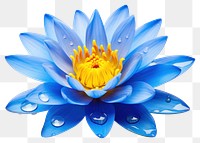PNG  Blue water lily petal flower yellow. AI generated Image by rawpixel.