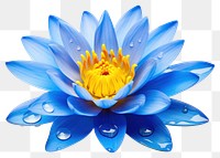 PNG Blue water lily petal flower yellow. 