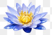 PNG Blue water lily petal blossom flower. 