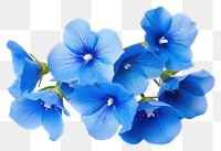 PNG Foget me nots flower petal plant blue. 