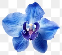 PNG Deep blue orchid flower petal plant white background. AI generated Image by rawpixel.