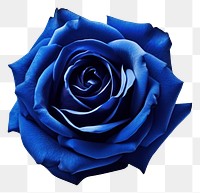 PNG Rose flower plant blue. AI generated Image by rawpixel.