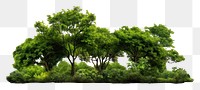 PNG  Forest green tree vegetation. AI generated Image by rawpixel.