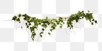 PNG Ivy plant vine white background