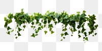 PNG Ivy plant leaf vine. AI generated Image by rawpixel.