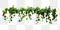 PNG Ivy plant leaf vine.