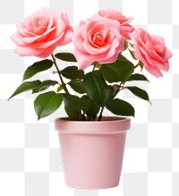 PNG Flower plant rose inflorescence. AI generated Image by rawpixel.