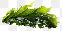 PNG Seaweed plant food leaf. 