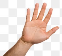 PNG Hand hand finger  