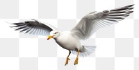 PNG Seagull flying animal white. 