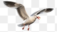 PNG Seagull animal flying white. 