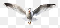 PNG Seagull animal flying white. 