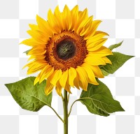 PNG Sunflower plant white background inflorescence. 