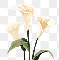 PNG Calla lilly flower plant petal lily. 