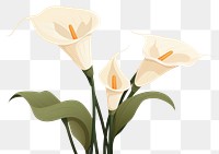 PNG Calla lilly flower plant inflorescence fragility. 