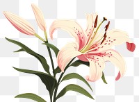 PNG Pink lilly blossom flower plant. AI generated Image by rawpixel.