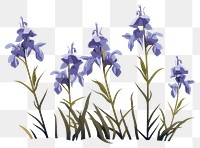 PNG Wild bluebell flowers plant iris inflorescence. AI generated Image by rawpixel.