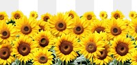 PNG  Sunflower field landscape backgrounds outdoors plant. AI generated Image by rawpixel.