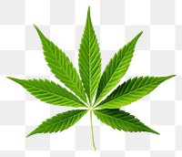 PNG Plant herbs leaf cannabis. AI generated Image by rawpixel.
