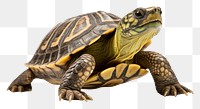 PNG Reptile tortoise animal  