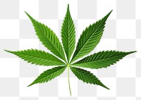 PNG Marijuana Leaf leaf plant green. 