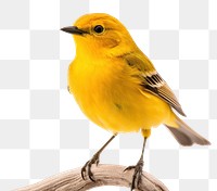 PNG Bird canary animal  