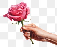 PNG Hand rose holding flower. 