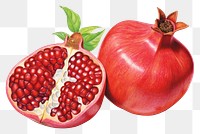 PNG Pomegranate pomegranate fruit plant