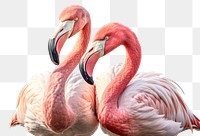 PNG Andean flamingos animal beak bird. 