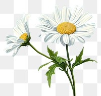 PNG Whire daisy flower plant inflorescence. AI generated Image by rawpixel.