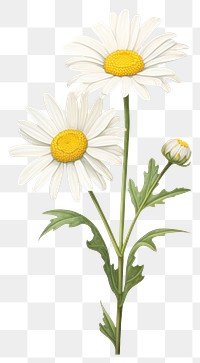 PNG Daisy flower plant white  