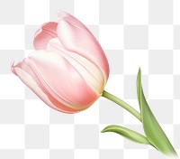 PNG Tulip flower plant inflorescence springtime. AI generated Image by rawpixel.