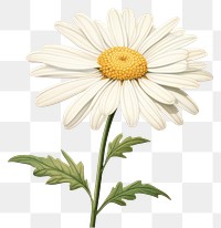 PNG Daisy flower plant white  