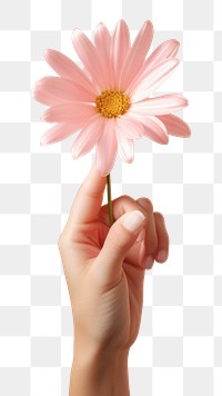 PNG Hand holding flower. 