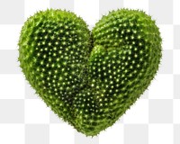 PNG Heart cactus plant heart  