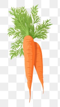 PNG Carrots food vegetable plant. 