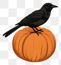 PNG Raven pumpkin animal black. 