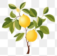 PNG Lemon tree plant fruit pear. AI generated Image by rawpixel.