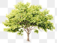 PNG Mango tree drawing plant leaf. 