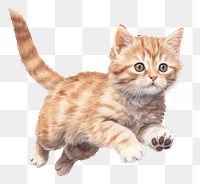 PNG Cat animal mammal kitten. AI generated Image by rawpixel.