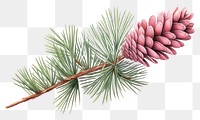 PNG Pine plant tree fir. 