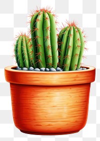 PNG Cactus plant white background houseplant. 