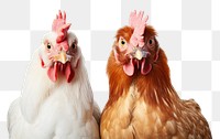 PNG Chickens poultry animal bird