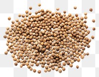 PNG Coriander seeds backgrounds food  