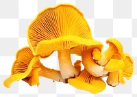 PNG Mushrooms chanterelle fungus yellow. 