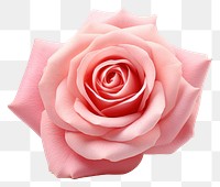 PNG Pink rose flower petal plant inflorescence. 