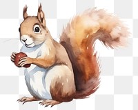 PNG Red squirrel rodent animal mammal. AI generated Image by rawpixel.